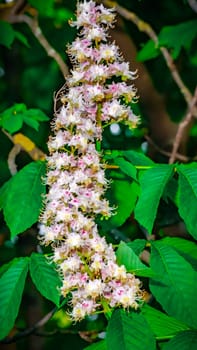 Chestnuts blooming flowers on the green branches. Spring season trees and plants