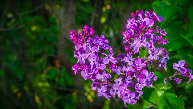 Beautiful flowering branch of lilac flowers close-up macro shot with blurry background. Spring nature floral background, pink purple lilac flowers. Greeting card banner with flowers for the holiday color