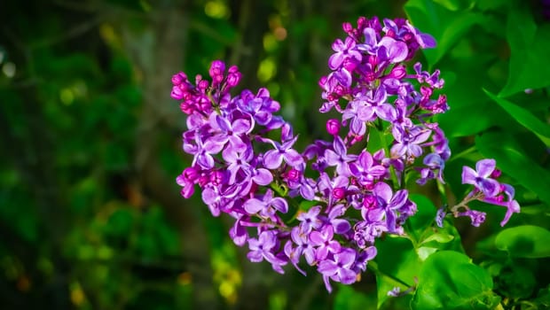 Beautiful flowering branch of lilac flowers close-up macro shot with blurry background. Spring nature floral background, pink purple lilac flowers. Greeting card banner with flowers for the holiday color