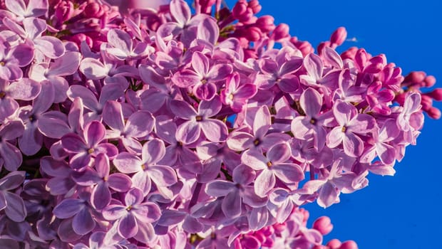 Beautiful flowering branch of lilac flowers close-up macro shot with blurry background. Spring nature floral background, pink purple lilac flowers. Greeting card banner with flowers for the holiday color