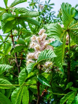 Chestnuts blooming flowers on the green branches. Spring season trees and plants
