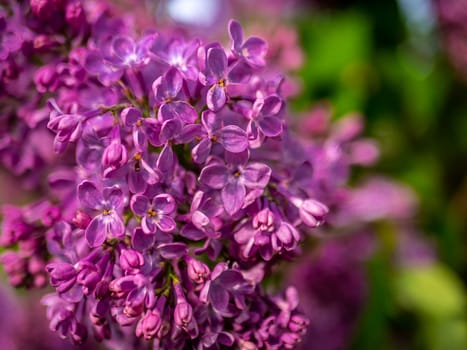 Beautiful flowering branch of lilac flowers close-up macro shot with blurry background. Spring nature floral background, pink purple lilac flowers. Greeting card banner with flowers for the holiday color