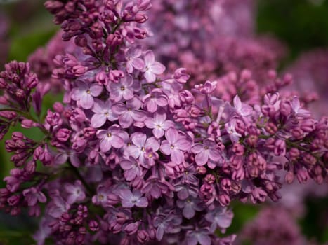 Beautiful flowering branch of lilac flowers close-up macro shot with blurry background. Spring nature floral background, pink purple lilac flowers. Greeting card banner with flowers for the holiday color