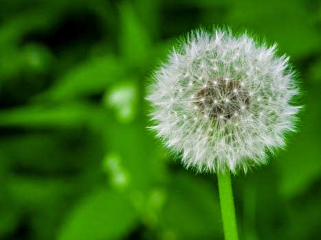 Dandelion close-up, on a blurred background. color nature