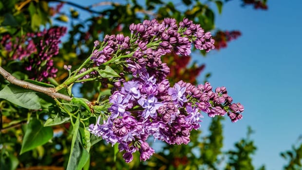 Beautiful flowering branch of lilac flowers close-up macro shot with blurry background. Spring nature floral background, pink purple lilac flowers. Greeting card banner with flowers for the holiday color