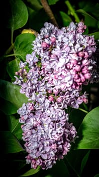 Beautiful flowering branch of lilac flowers close-up macro shot with blurry background. Spring nature floral background, pink purple lilac flowers. Greeting card banner with flowers for the holiday color