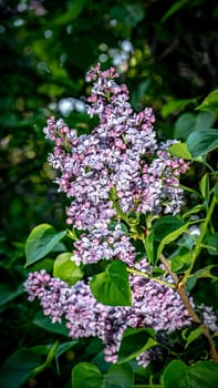 Beautiful flowering branch of lilac flowers close-up macro shot with blurry background. Spring nature floral background, pink purple lilac flowers. Greeting card banner with flowers for the holiday color