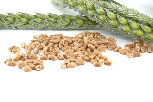 Close-up of green wheat stems and wheat grains against a white background with ample copy space. Ideal for agricultural, botanical, and nature themes