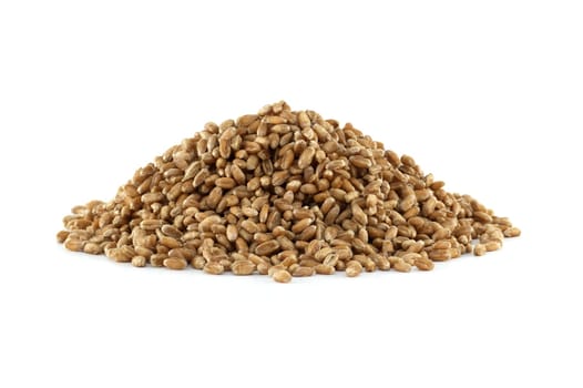 Closeup pile of wheat grains for natural food isolated on white background, agriculture and organic farming concepts