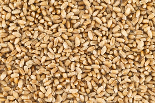Detailed close-up image of wheat grains perfect for natural food, agriculture and organic farming concepts.