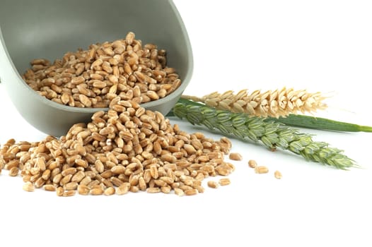 Close-up image of wheat grains spilling from a bowl, alongside fresh wheat stalks isolated on a white background.