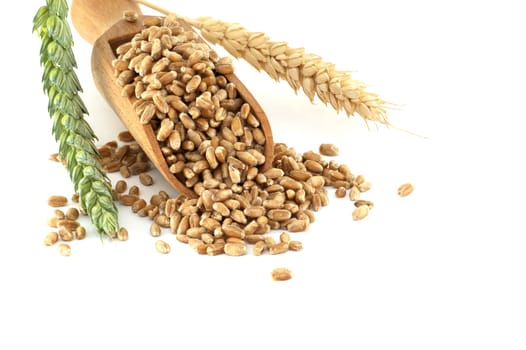 Close-up of a scooper filled with wheat grains, positioned next to wheat ears isolated on a white background. Perfect for agricultural and food industry themes