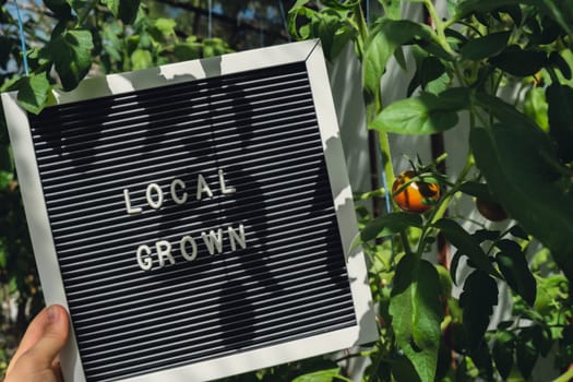 Letter board with text LOCAL GROWN on background of greenhouse with cherry tomatoes. Organic farming, produce local vegetables concept. Supporting local farmers. Seasonal market