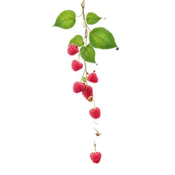 Raspberries with leaves and scattered berries suspended in air Food and culinary concept. Food isolated on transparent background.