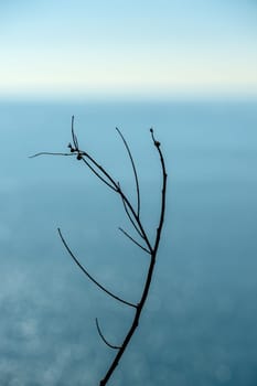 Plant branches. Blurred sea visible in the background
