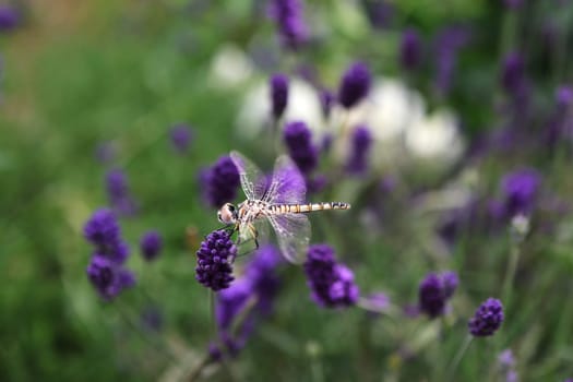 Golden dragonfly on a thin stalk in a field of lavender flowers in the garden