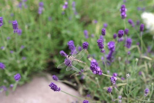 Golden dragonfly is sitting on a thin stalk of lavender flowers.