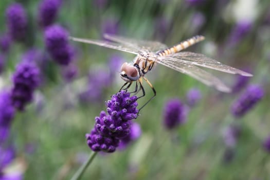 Golden dragonfly perched on a thin stalk in a field of lavender flowers.