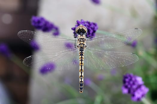 Golden dragonfly perched on a thin stalk in a field of lavender flowers.