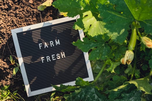 FARM FRESH message on background of fresh eco-friendly bio grown green zucchini in garden. Countryside food production concept. Locally produce harvesting. Sustainability and responsibility