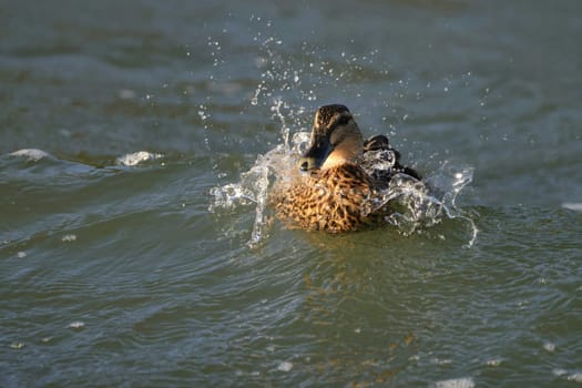High shutter speed photo of a brown, female mallard duck being splashed by a wave in the water.