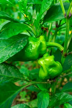 Cultivation of large green pepper in conditions of insufficient irrigation.