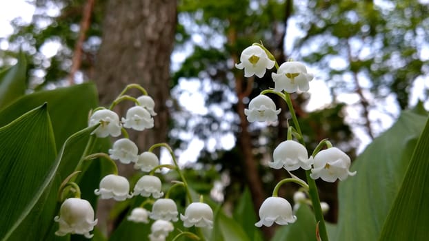 Lily of valley flower. White bell flower. Background close-up macro shot. Natural natural background with blooming lily of valley flowers. Mothers Day. Lily of valley blooms in the spring forest