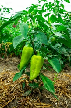 Two environmentally friendly peppers in the backyard.