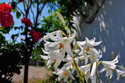 A tall flower with many white bells, the pistil and stamens are long.