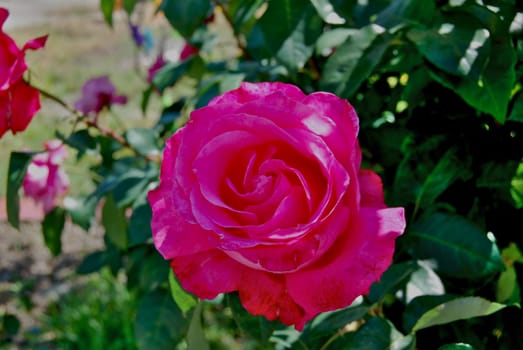 Beautiful roses grow in a flowerbed outside.