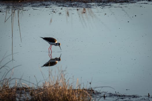 A tranquil scene unfolds as a black-winged stilt delicately feeds on the serene waters of a lagoon, its reflection mirrored in the calm surface, capturing the elegance of nature's harmony.