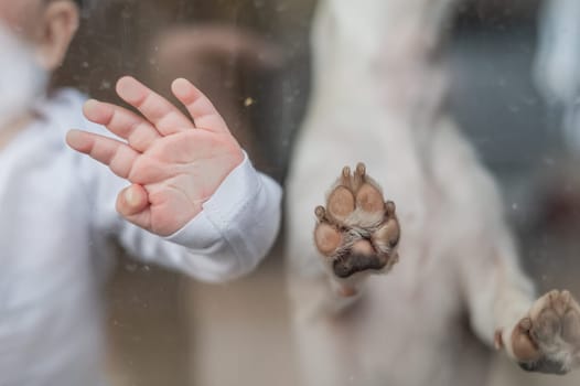 Close-up of baby boy's palm and paw of Jack Russell Terrier dog on patio window