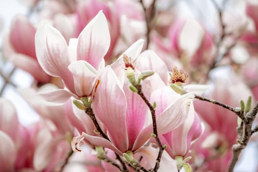 Magnolia Sulanjana flowers with petals in the spring season. the beautiful pink magnolia flowers in spring, selective focusing.