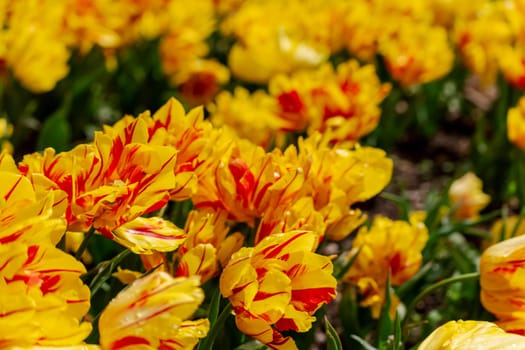 Yellow tulips spring blossoming , bokeh flower background, pastel and soft floral card, selective focus.