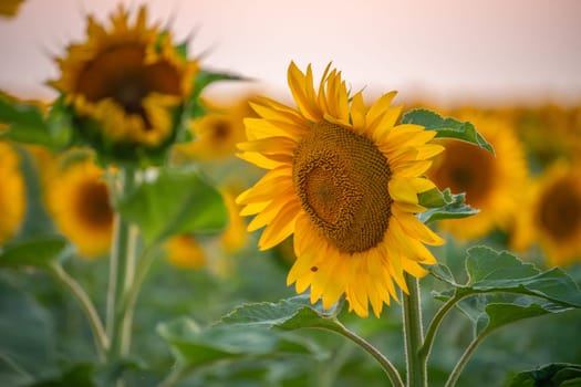 Field sunflowers in the warm light of the setting sun. Summer time. Concept agriculture oil production growing