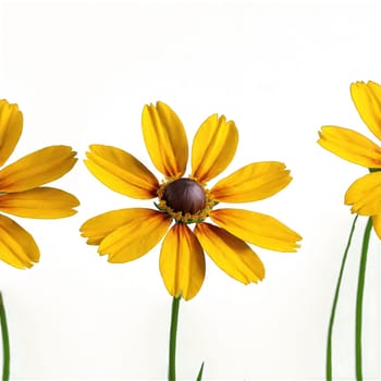 Flowers isolated on transparent background