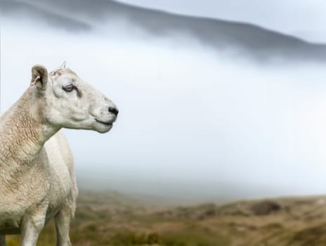 Sheep Or Ram On A Misty Morning In The Scottish Highlands