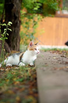 Portrait of a cat looking away while lying down under a tree outdoors