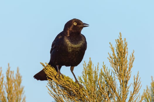 Male Great-tailed Grackle, Quiscalus mexicanus, at sunset in Tijuana, Baja California. Anterior view with late afternoon sun shining on the bird's pectoral feathers