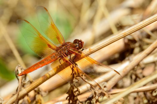 Flame Skimmer dragonfly, Libellula saturata, perched in an arroyo Tijuana, Baja California in 2024. Lateral view.