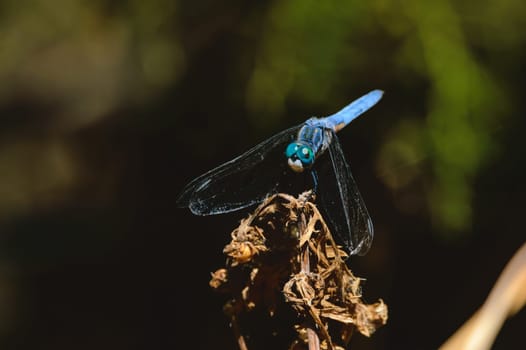 Blue Dasher dragonfly, Pachydiplax longipennis, in an arroyo Tijuana, Baja California in 2024. Lateral view.
