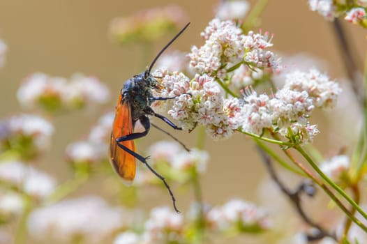 Tarantula Hawk Wasp feeding on nectar at some flowers in an arroyo in Tijuana, Baja California, Mexico. 2024. Blue wasp with orange wings covered in pollen. Pollinator.