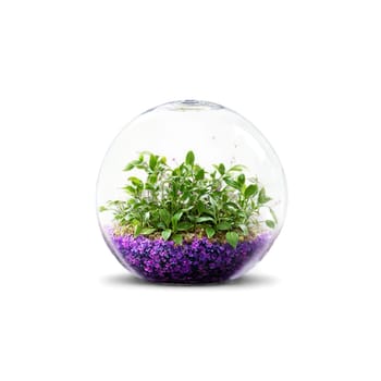 Inch Plant trailing plant with small green and purple leaves in a hanging glass globe. Plants isolated on transparent background.