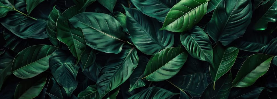 Close up view of lush green leaves on dark background with black wall, nature beauty and peaceful vibes