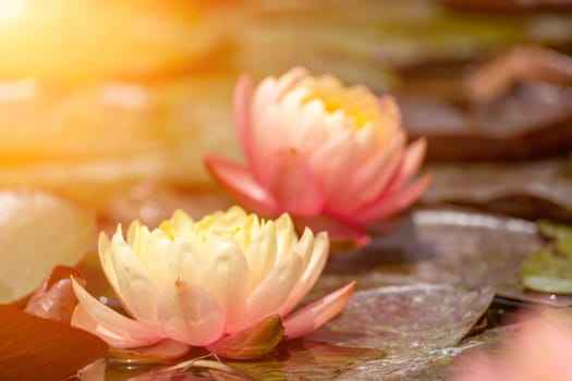 Pink lotus water lily flower in pond, waterlily with green leaves blooming.