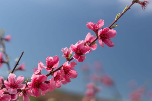 Pink flowers peach tree branch with a blue sky in the background. The flowers are in full bloom and the sky is clear and bright