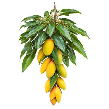 Mango Tree large green leaves and hanging clusters of ripe yellow mangoes Mangifera indica Final. Plants isolated on transparent background.