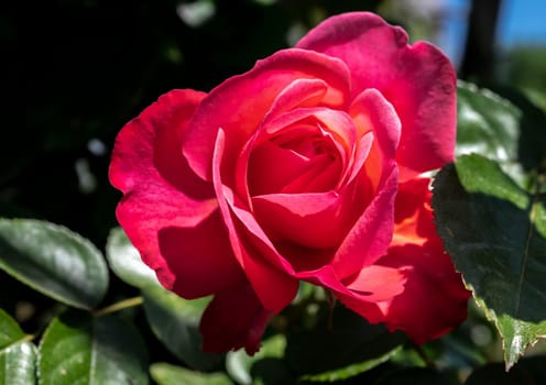 Beautiful Blooming red rose in a garden on a green leaves background