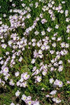 Clearing with pink Oenothera tetraptera flowers in green grass on a sunny day