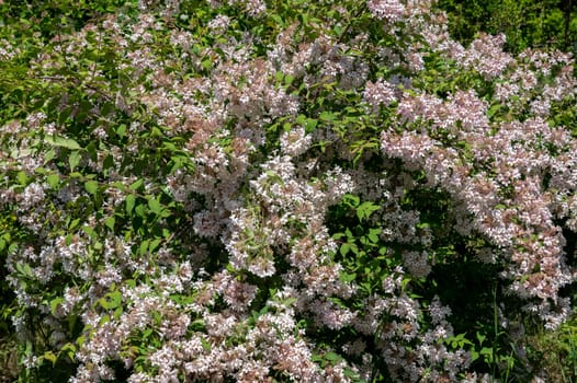 Beautiful Blooming white kolkwitzia or beauty bush in a garden on a green leaves background